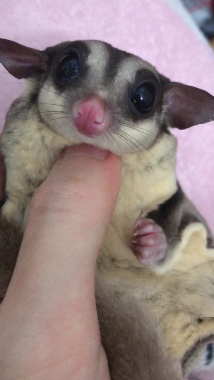 可爱的蜜袋鼯呢