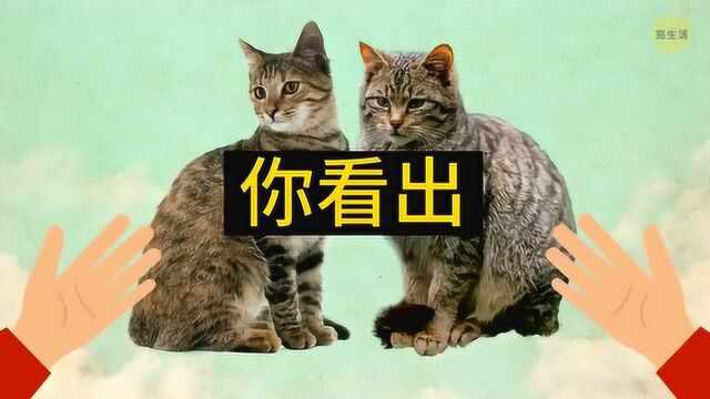 猫是怎么被人类驯化的,或者说怎么驯化人类的?