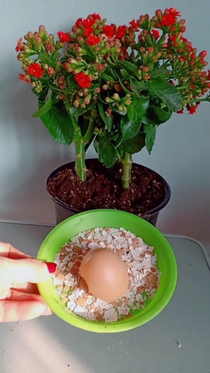 鸡蛋壳养花