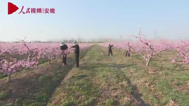 十里桃花开!安徽长丰500亩桃园花开正艳