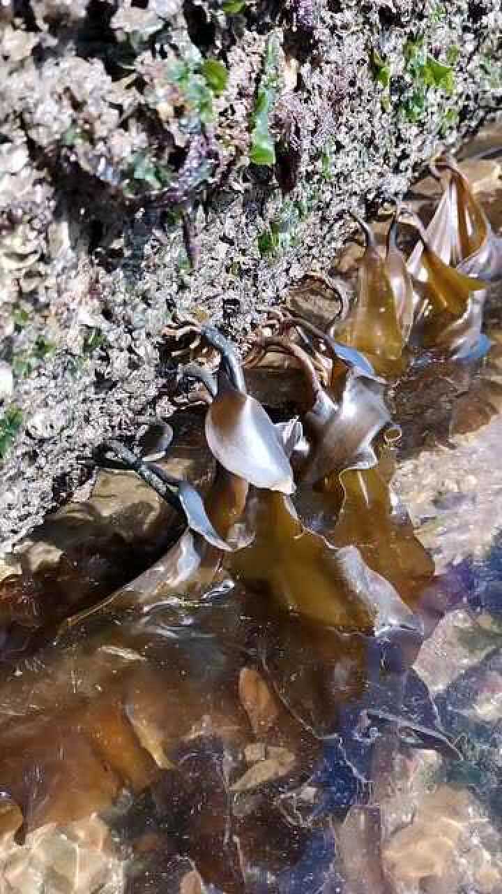 野生的海带是这样的