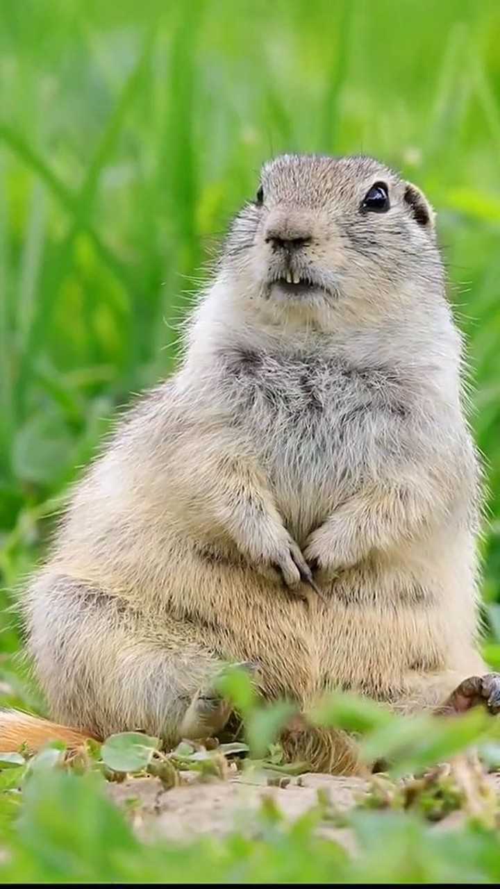 长相可爱的土拔鼠
