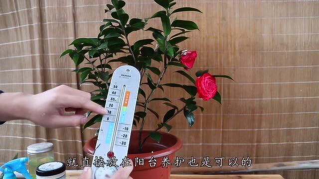 这种花是阳台常客,只要养护不出岔子,花大色艳,能开200天