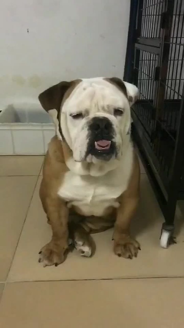 这只狗狗一脸无奈长的很像一个囧字特别有意思