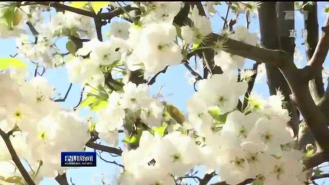 世界春城花都 五华区白泥塘村:千树万树梨花开