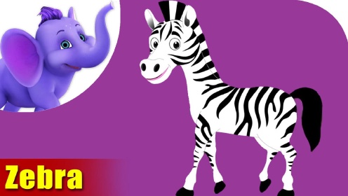 第11集  斑马 Zebra