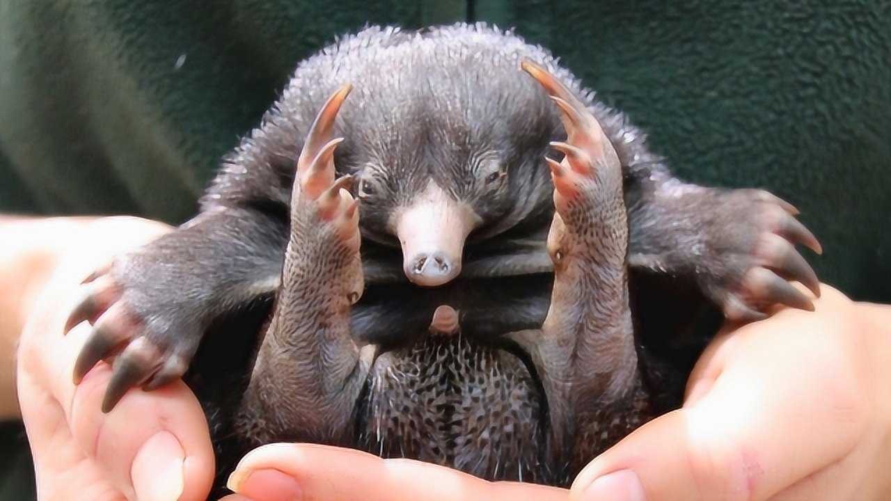 刺猬长出长长的鼻子,还以为是变异,两个月后才看清真面目