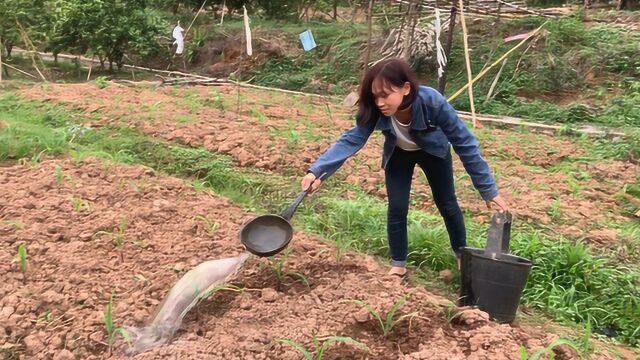 农村女孩种植紫色玉米,这种玉米煮熟非常好吃,你喜欢吃吗?