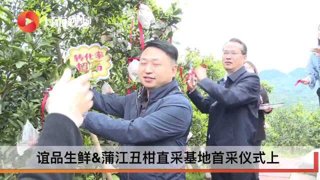 生活重启ⷦˆ都⑱|基地+直营店模式 蒲江丑柑进军线下市场