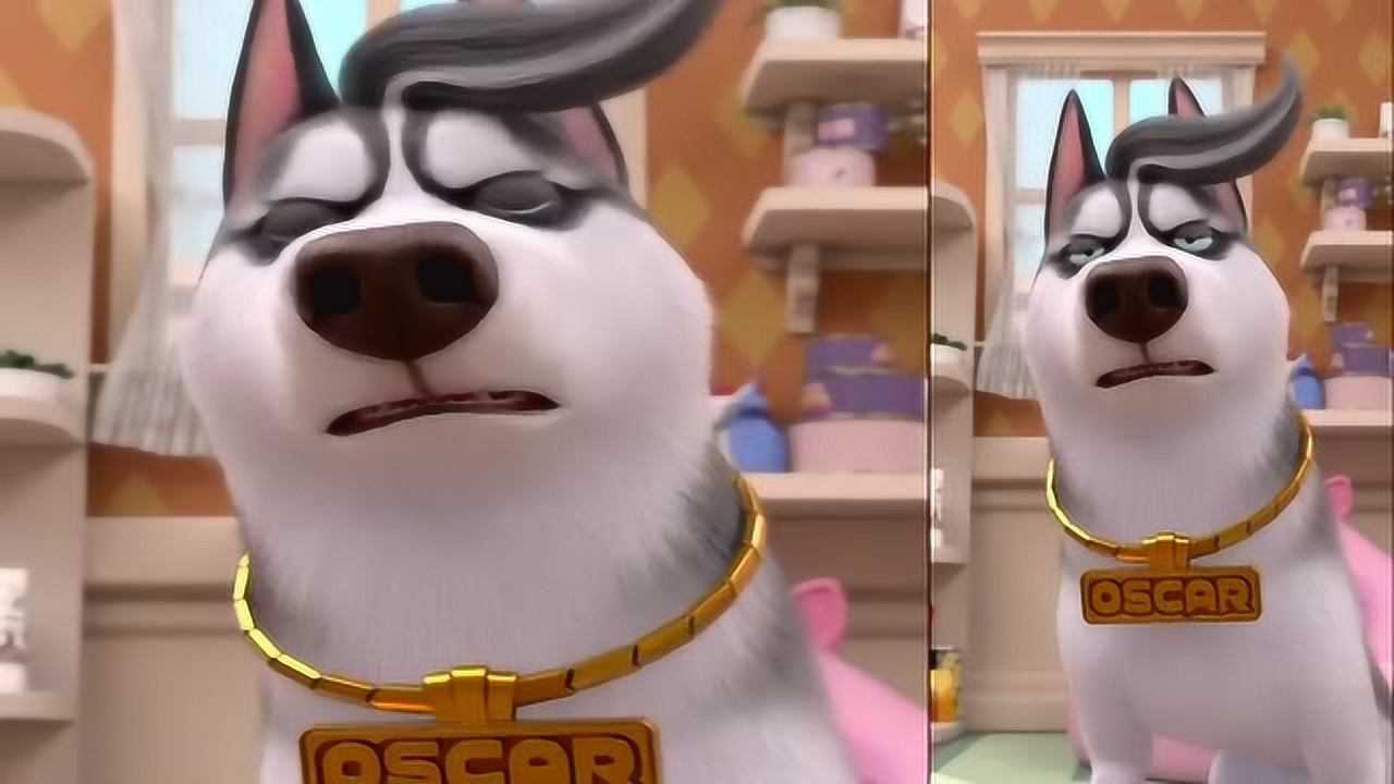 飞狗moco宠物店提供鸡腿奥斯卡的鸡腿怎么一转眼就不见