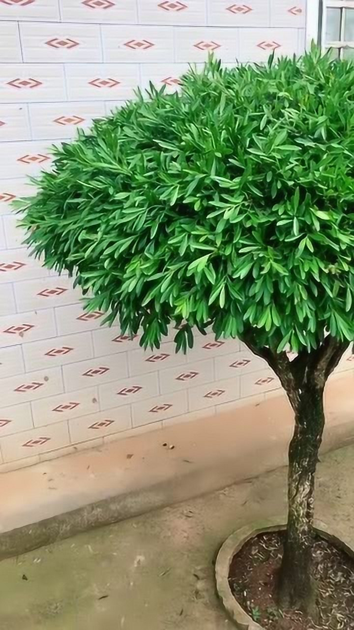 驾车很远过来这里,看这棵树:千年矮.