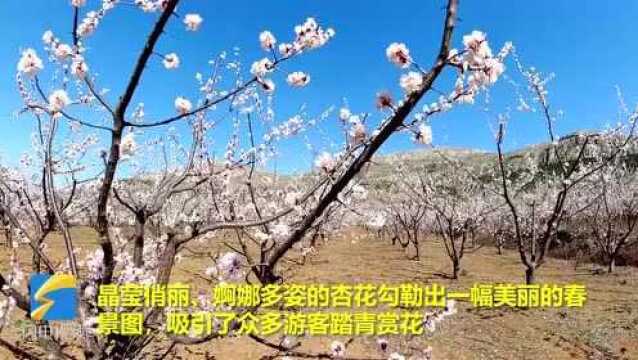 38秒丨邹城杏花醉游人 勾勒最美春景图