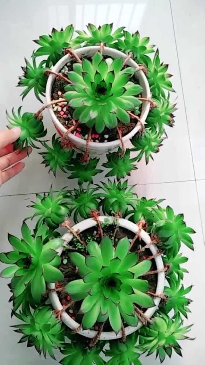 朋友家里养的多肉观音莲,样子太美了,真想知道这是怎么养的