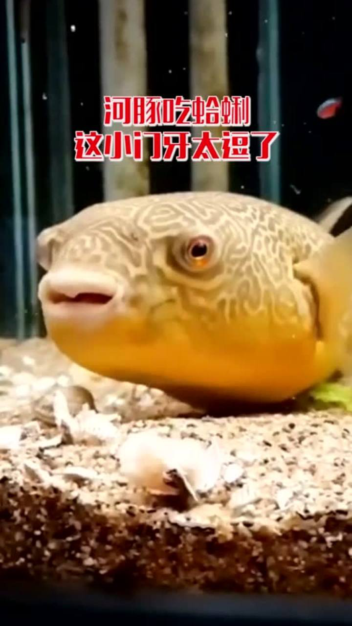 河豚吃蛤蜊两个小门牙咬合力惊人
