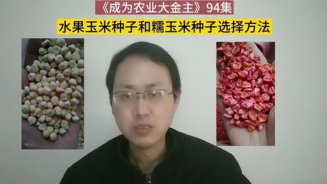 第94集 怎样选择水果玉米种子和糯玉米种子?