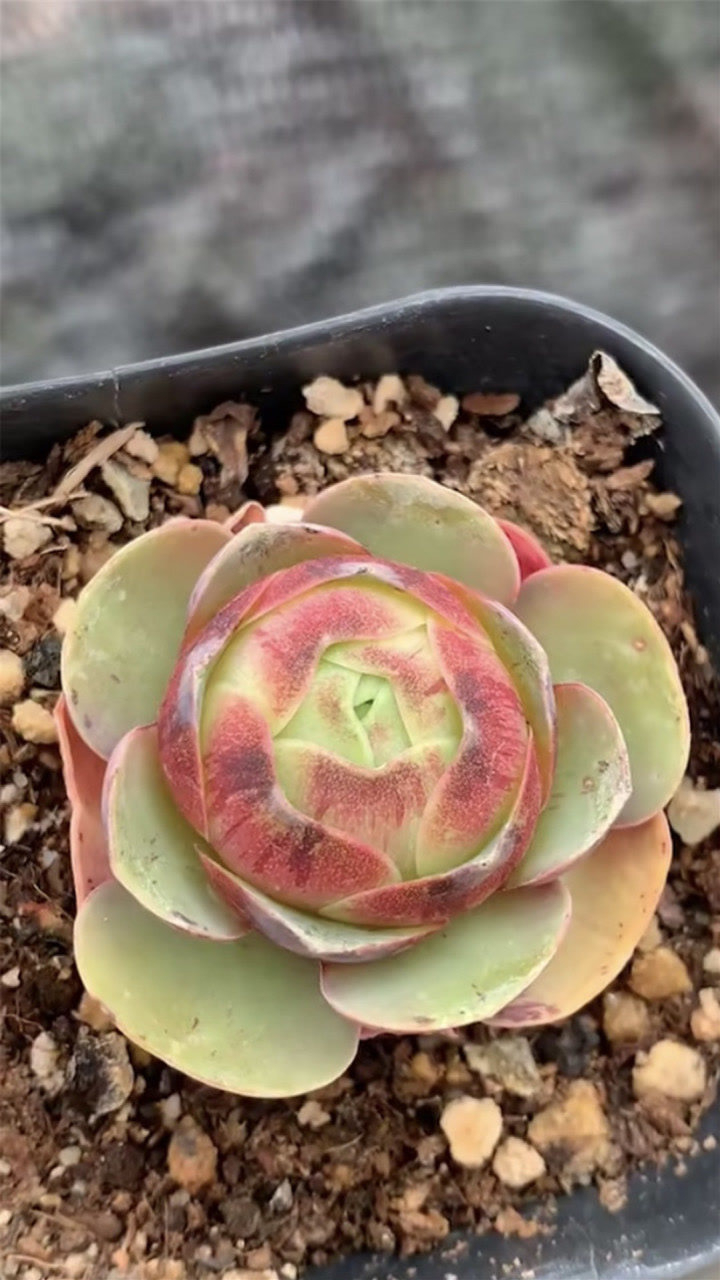 状态多肉号称最美杂交多肉的血樱您觉得怎样看看吧