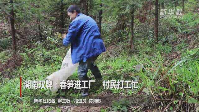 湖南双牌:春笋进工厂 村民打工忙