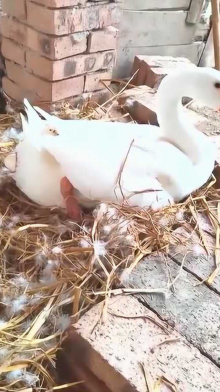 近距离拍小母鹅下蛋了