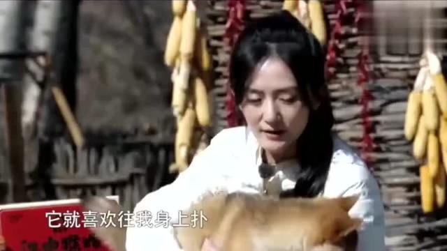 小H遇辣手谢娜,被谢娜追的满院子跑,何炅都心疼了!