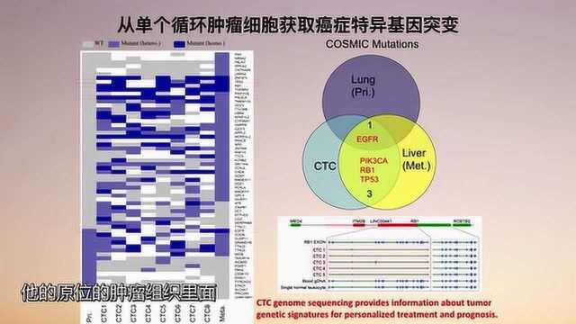 科学家发现有癌基因和抑癌基因,从单个循环肿瘤细胞获可取癌症特异基因突变