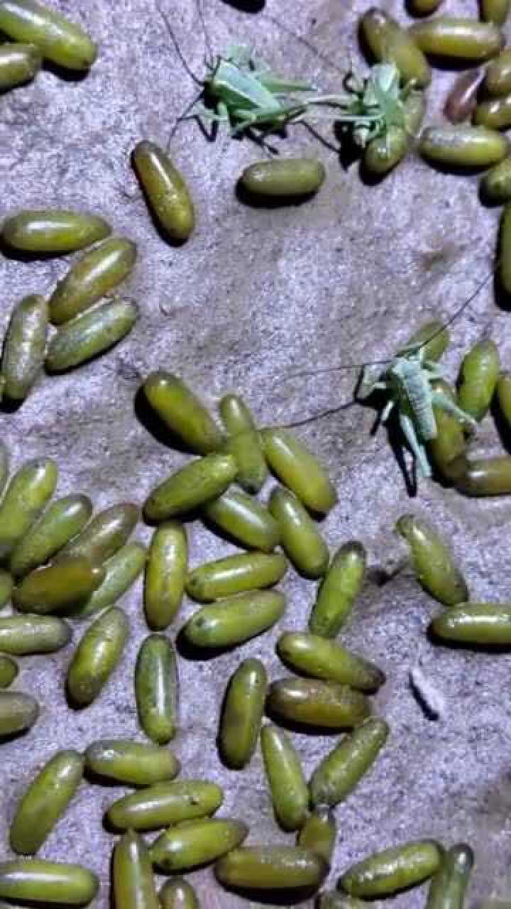 刚孵化的蝈蝈见过没,看着还有点可爱呢!