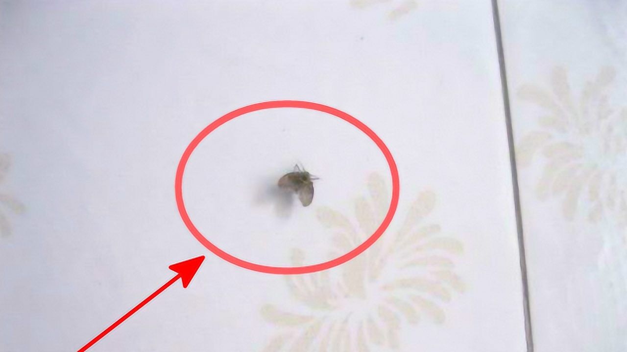 卫生间有小飞黑虫,比蚊子还讨厌,教你三步窍门,轻松消灭小飞虫