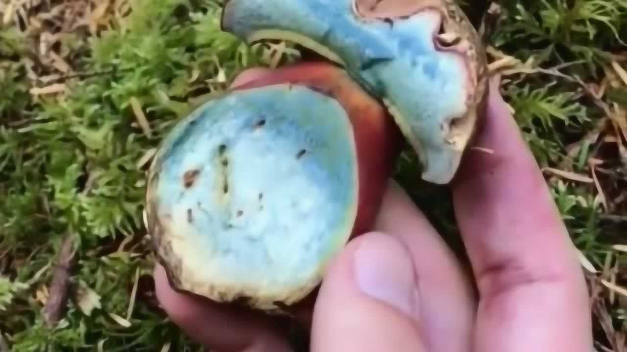 这是云南地区的一种毒蘑菇学名叫见手青一旦切开立刻变成青蓝色