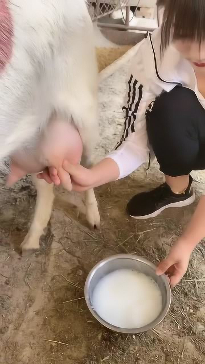 美女在线挤奶,看这动作就是经验人,山羊的奶汁看着就好!