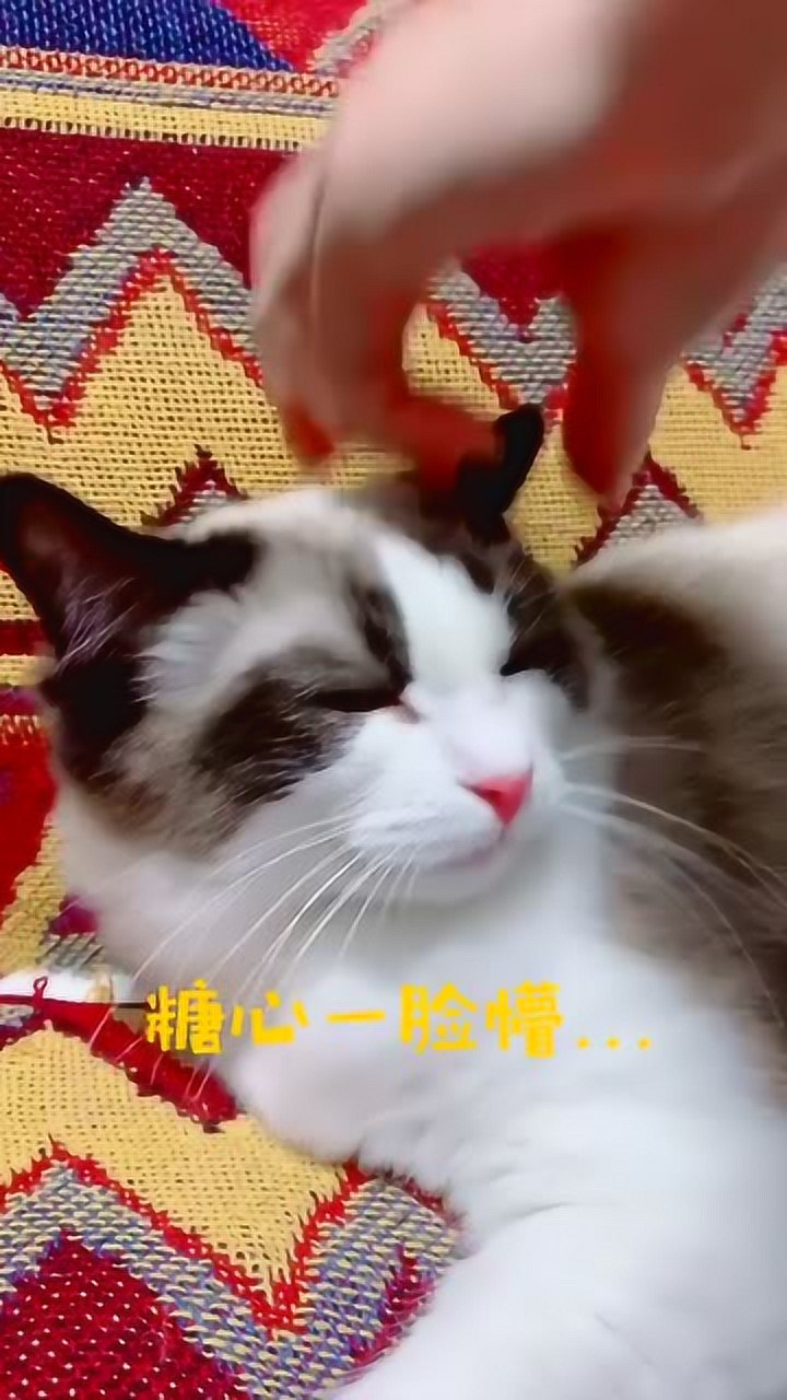 糖心vlog小猫图片