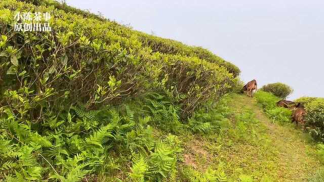 春茶季,偶遇了太姥山高山白茶园的主人,它们才是隐形的富豪