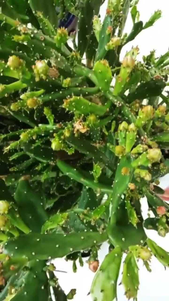 千手观音开花的方法