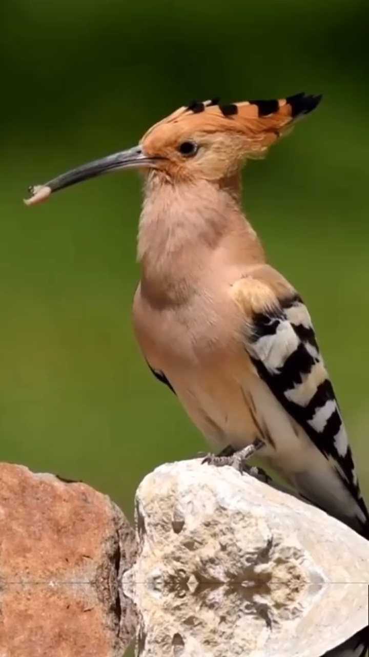"戴胜鸟"咕咕叫!