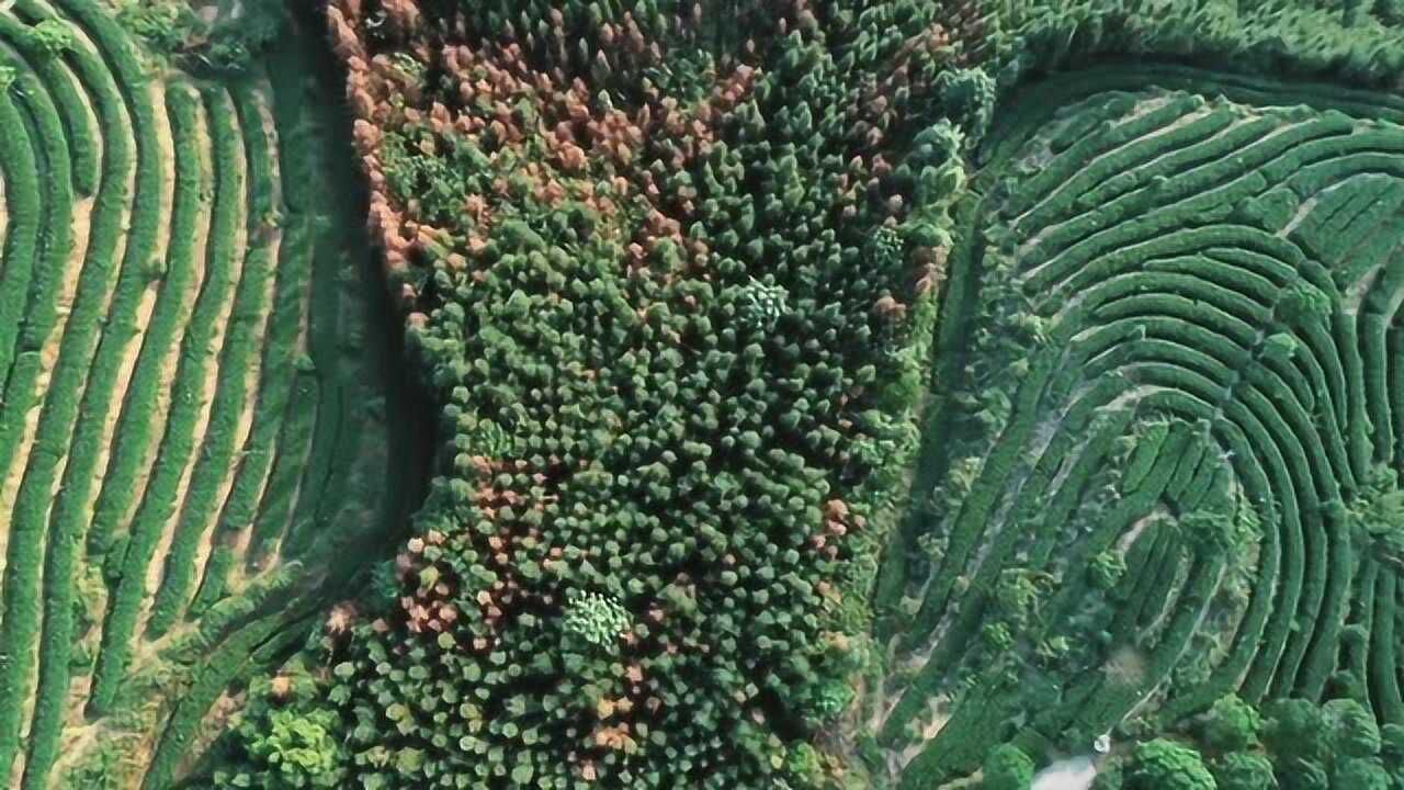 中山古镇松花寨腾讯视频}