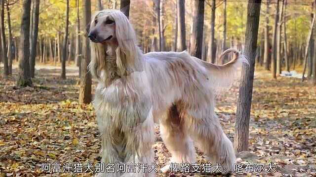 为什么国内禁止饲养阿富汗犬?脾气和外表完全不符,太暴躁了!