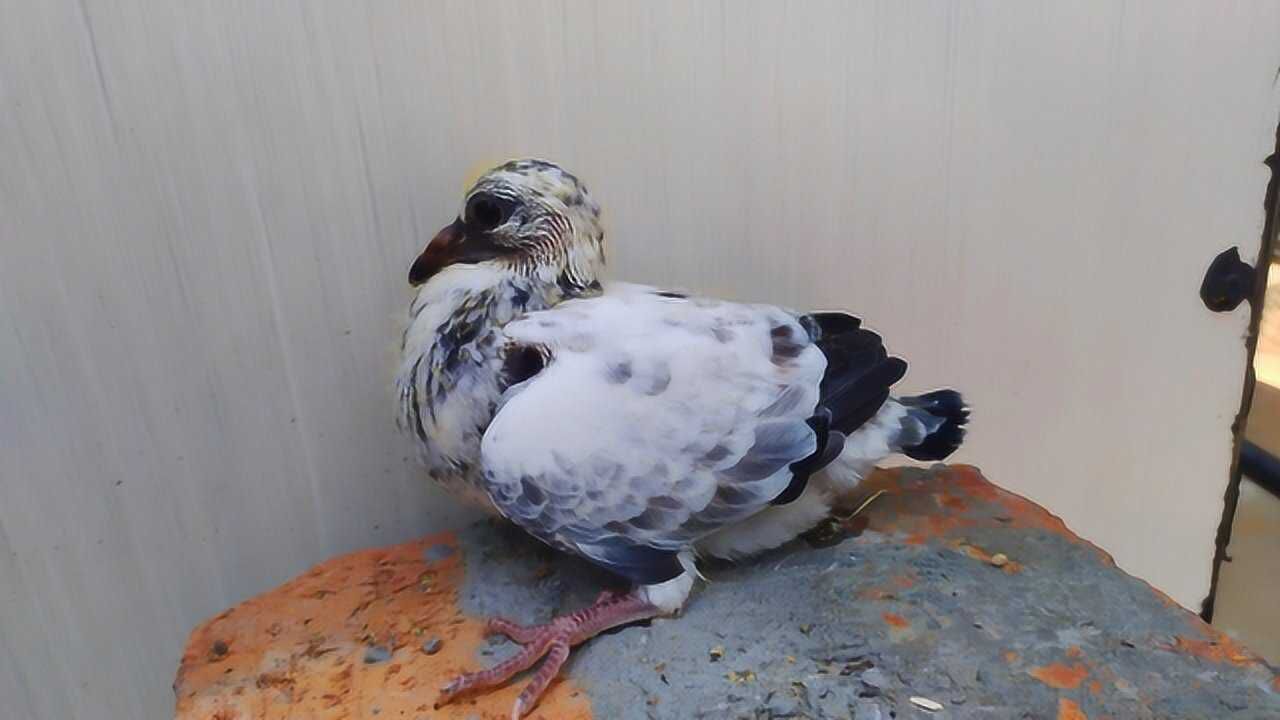 天落鸽出的麒麟花幼鸽,颜色非常独特,快出窝前戴上订制的脚环