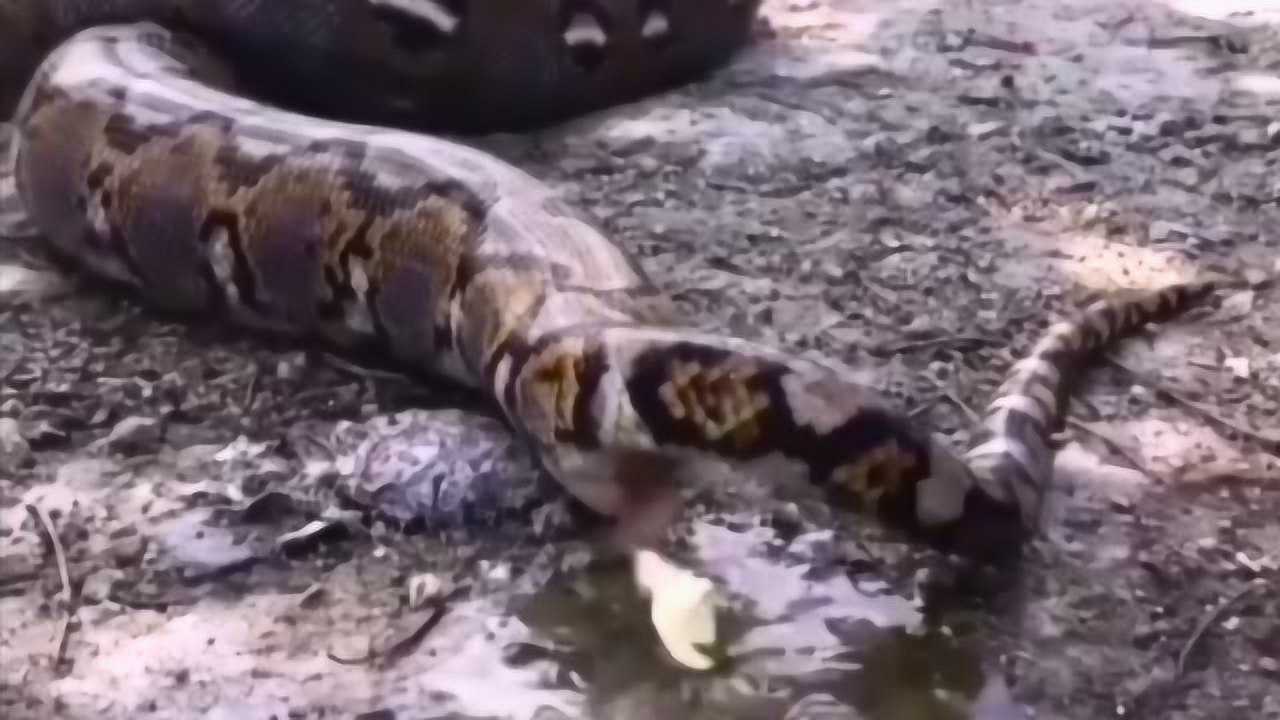 全世界只有少数人见过的蟒蛇拉粑粑珍贵视频