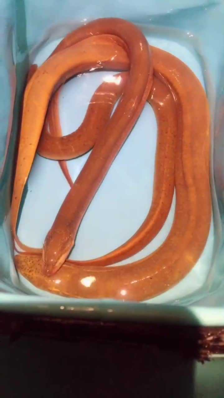 农村男子户外抓鳝鱼,三条都是金黄色,有一斤多的