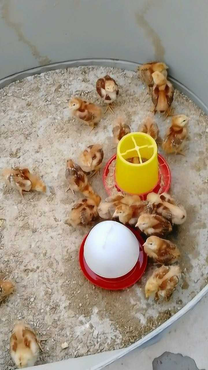 可爱的小鸡觅食