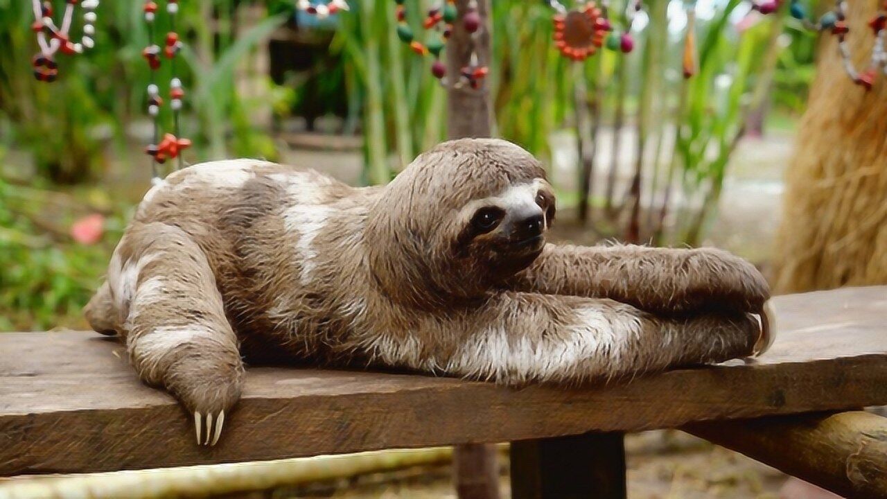 为什么树懒会这么懒