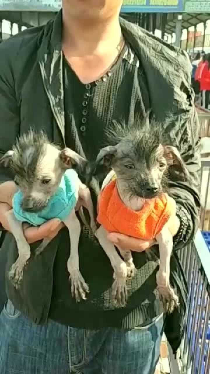 一个是精细鬼,一个叫伶俐虫,真是一对好兄弟!