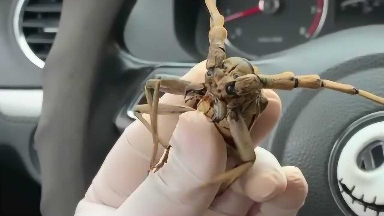 是市值1w的金天牛昆虫这么大的天牛看起来还有点萌萌的