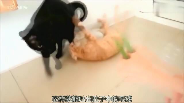 猫草终于成熟了是时候让猫主子来验货啦,这陶醉的样子太萌了