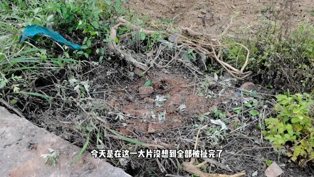 这种泡水能止痒的野草,也可以种植,你知道是什么吗?