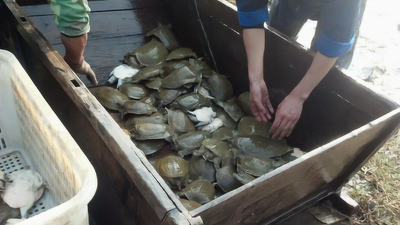 有人黄河里放生600只甲鱼,无一幸免!为啥不能存活?真的没想到