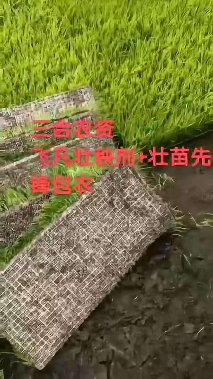 飞凡壮秧剂回访实录