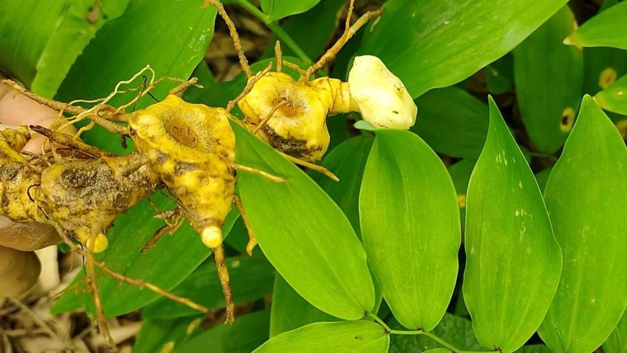这里深山中草药多野生黄精随处可见看下都有些什么