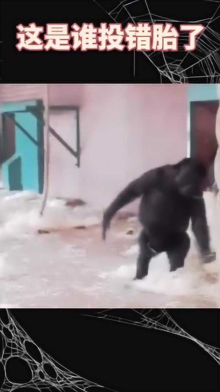 猩猩表演转圈圈,画面太搞笑了