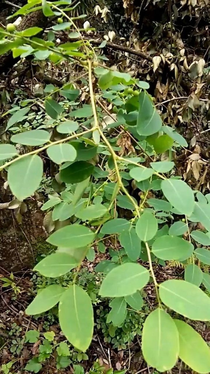 落萼叶下珠,看看它的下面挂满了青色小果,看着好漂亮啊