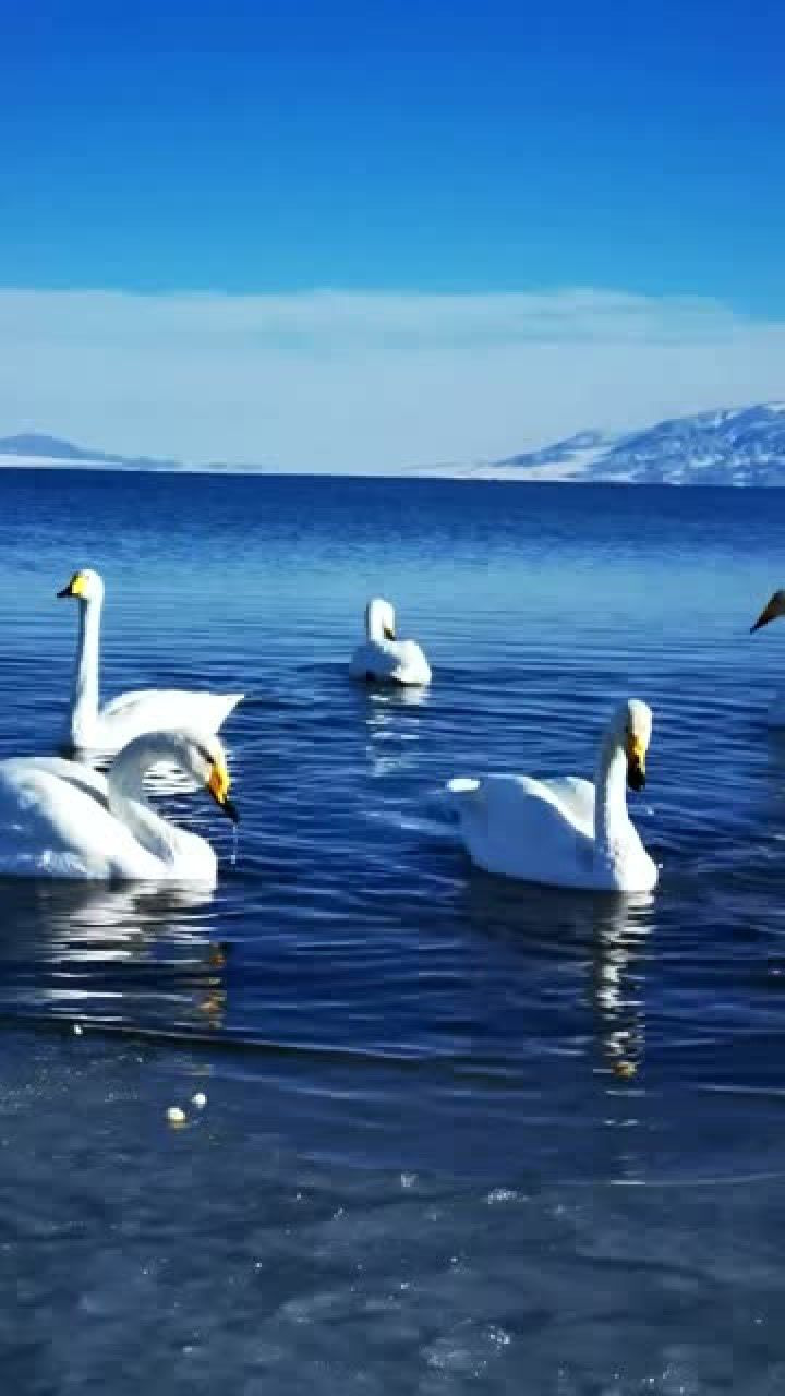 远处蔚蓝天空下,洁白的天鹅,画面非常祥和美好