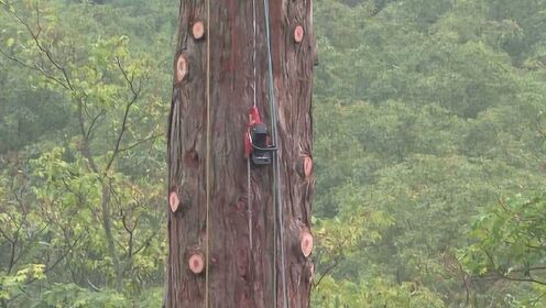 在几百米高空伐木是啥体验？老外实拍整个过程，网友看得心惊胆战